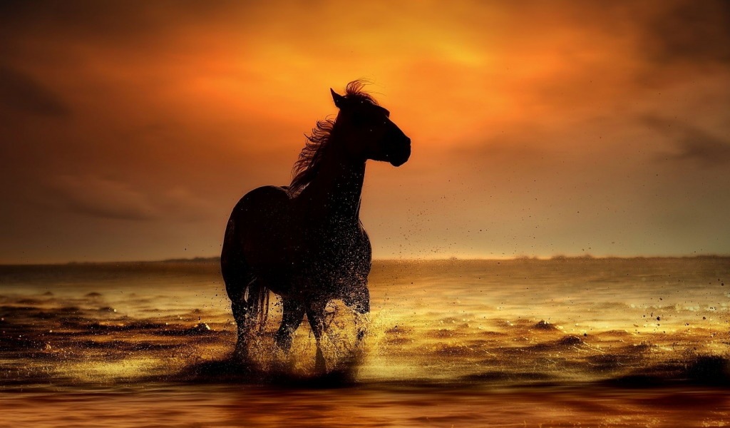 конь, берег, вода