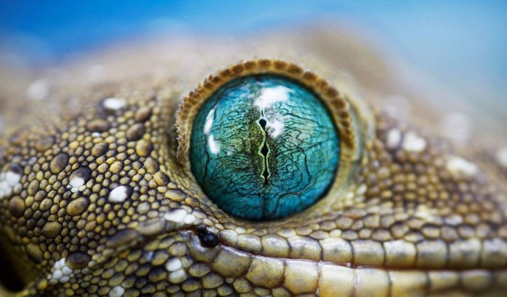 глаз, рептилия