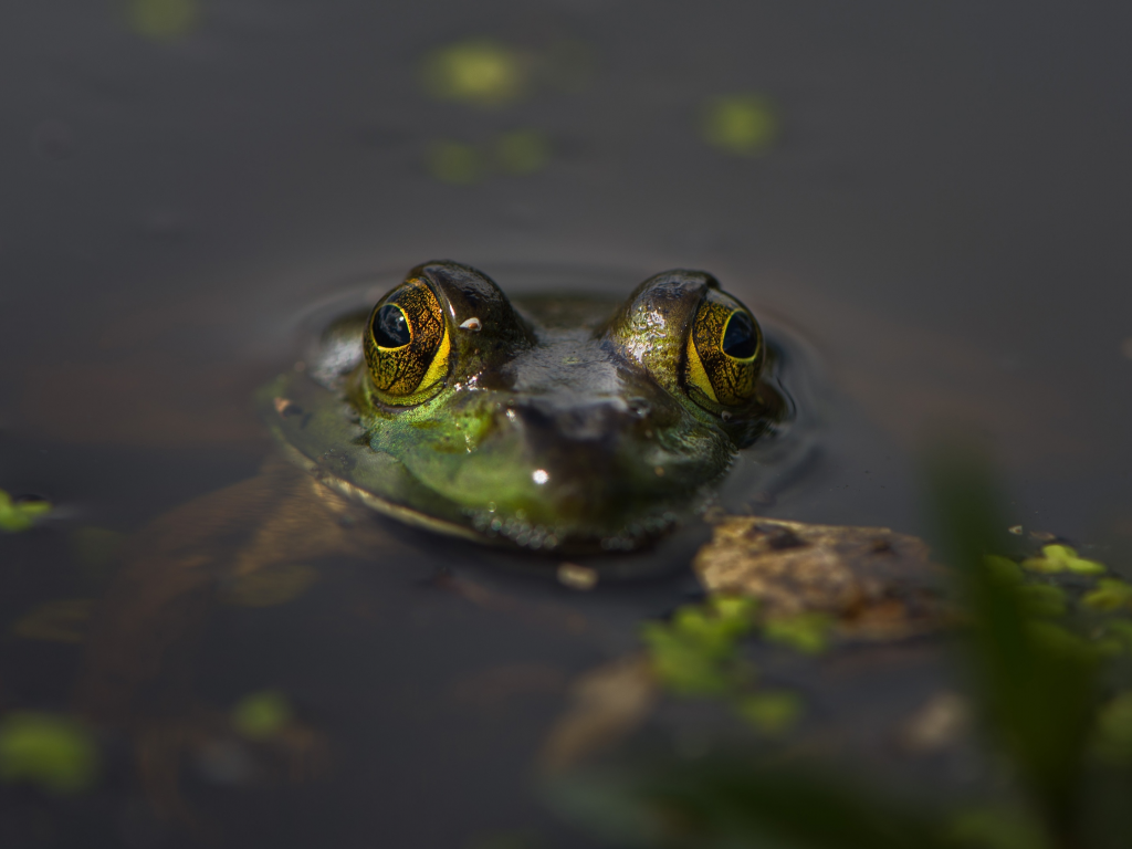 глаза, вода, лягушка