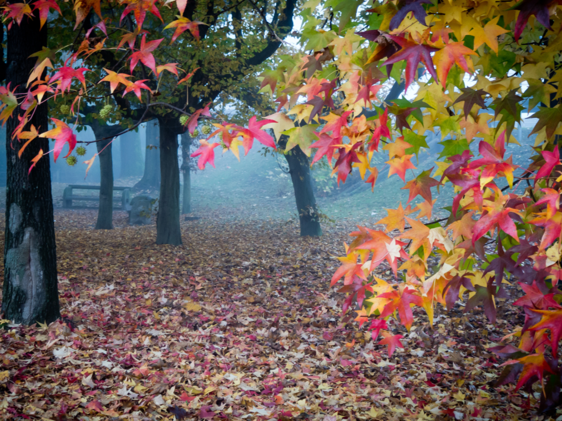 парк, деревья, листопад, осень