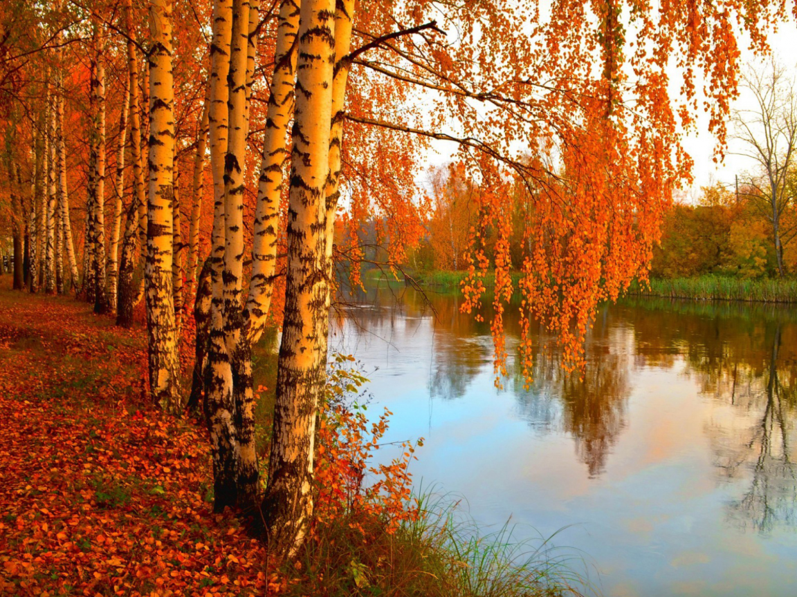 река, осень, берёзы, листопад