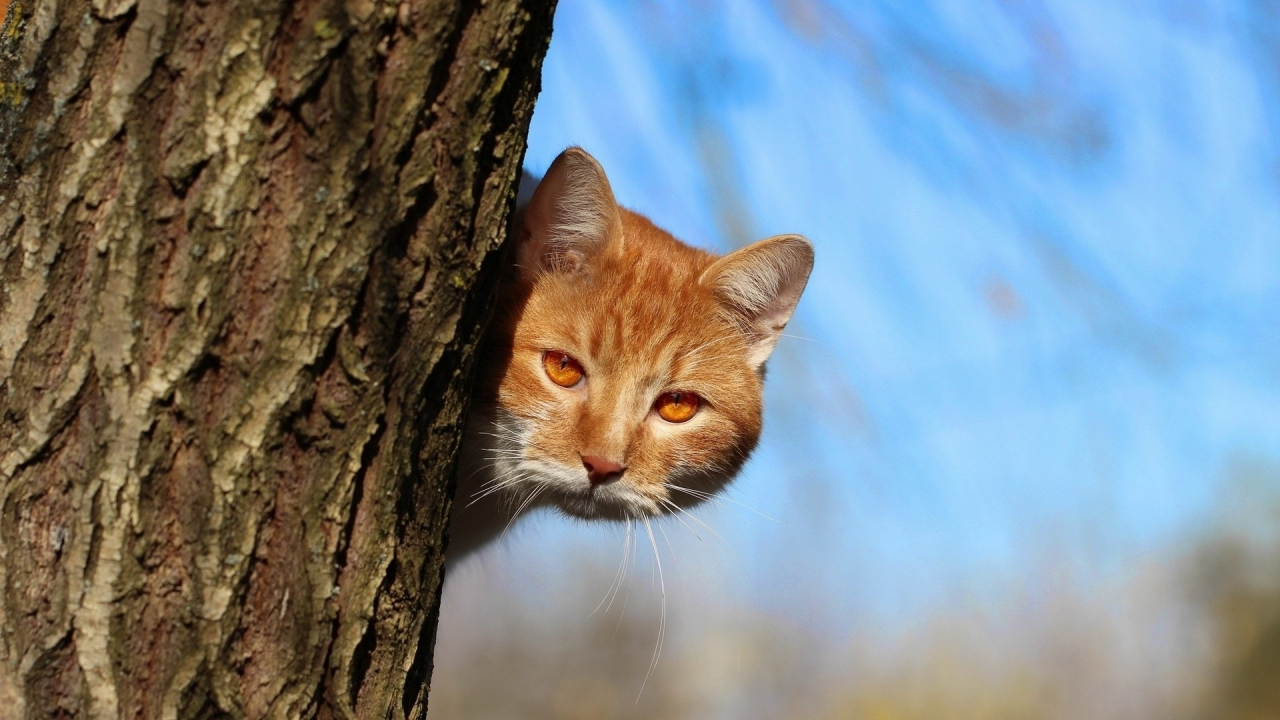 кот, взгляд, дерево