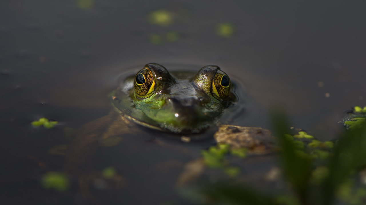 глаза, вода, лягушка