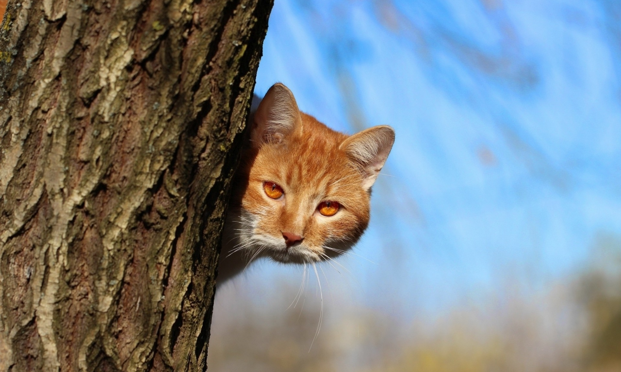 кот, взгляд, дерево