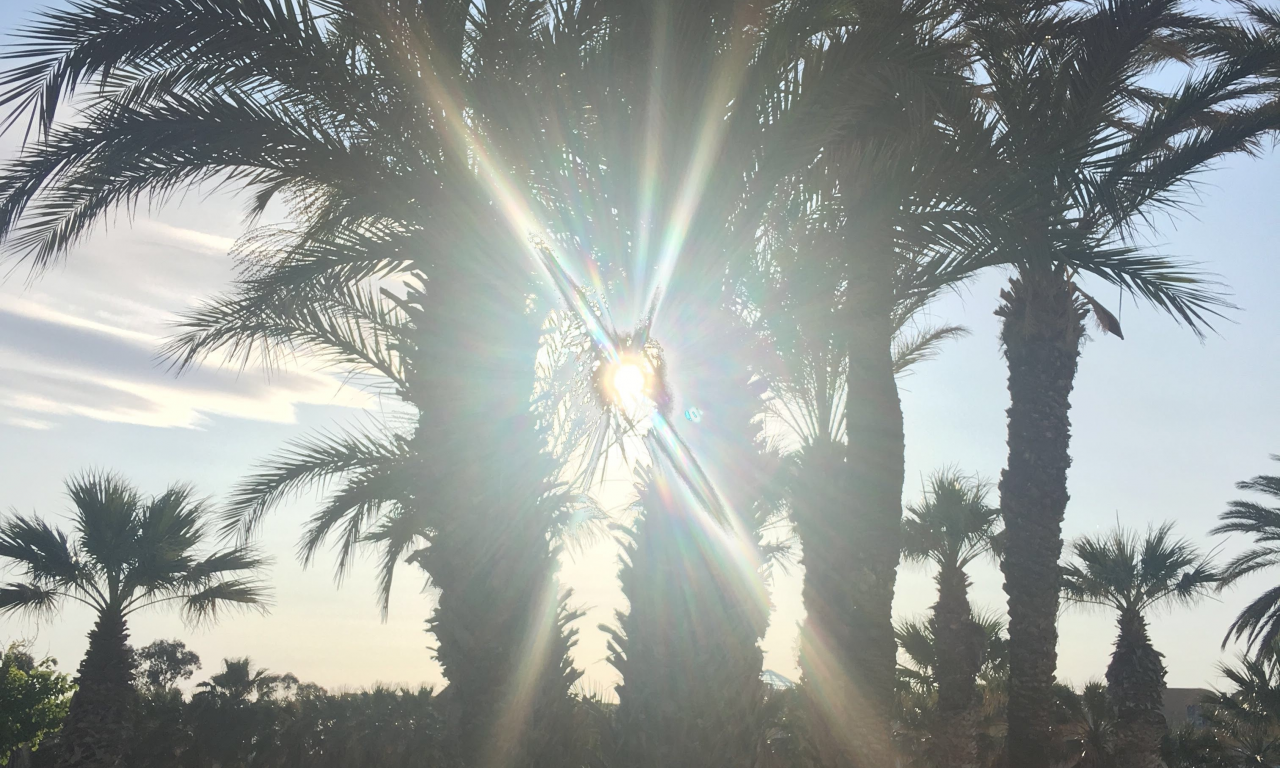 пальма, солнце, лето