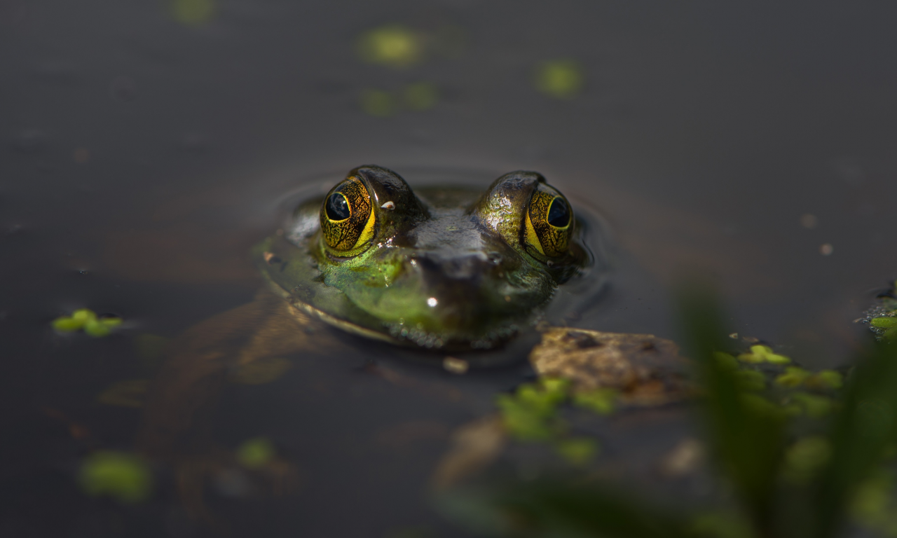 глаза, вода, лягушка