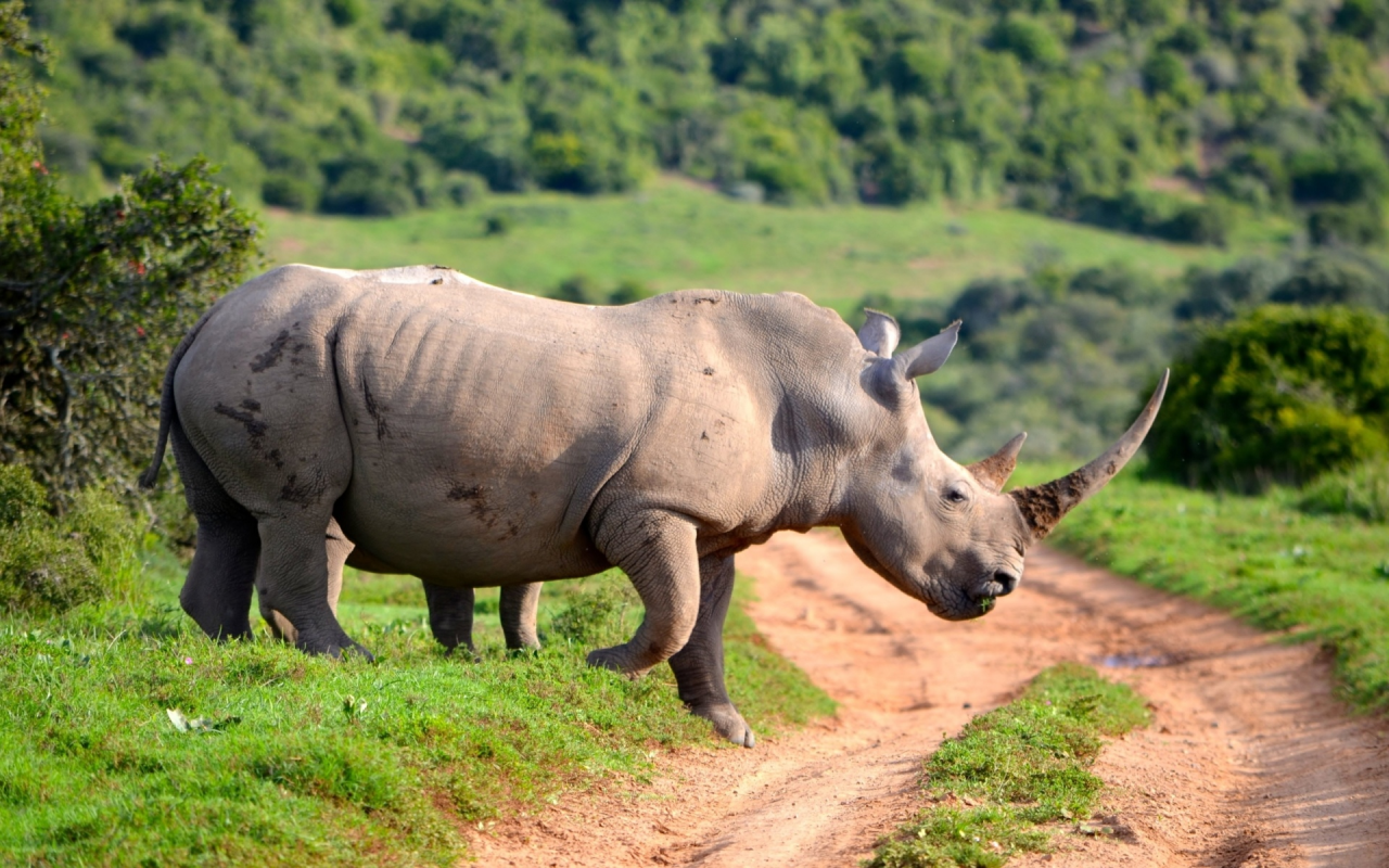 носорог, африка