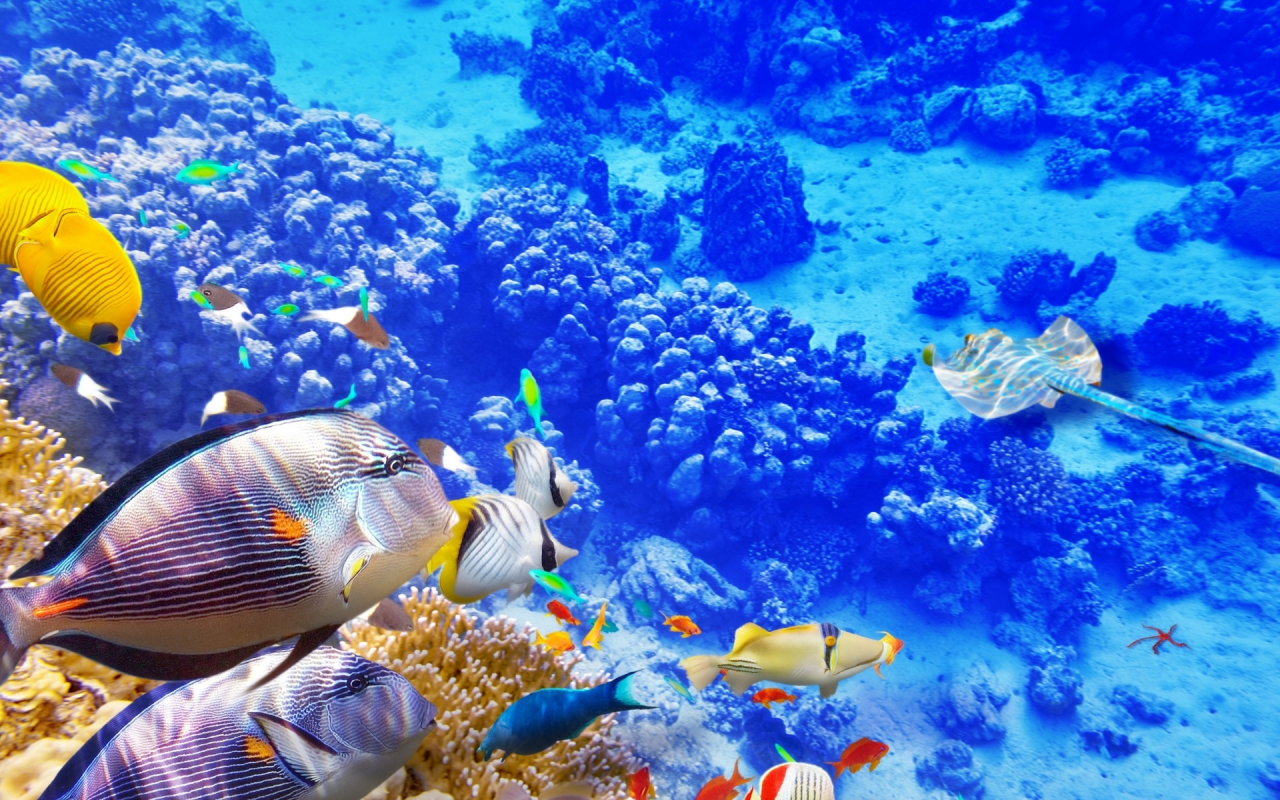 подводный мир, рыбы, кораллы