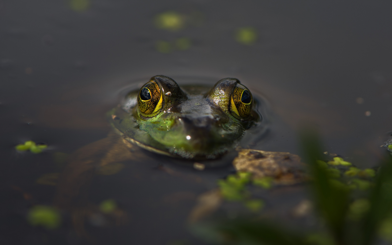 глаза, вода, лягушка