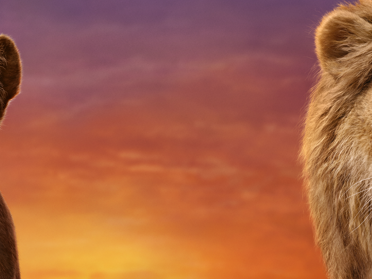 король лев, the lion king, 2019, симба, нала, лев, львица, взгляд, двое, морда, голова, грива