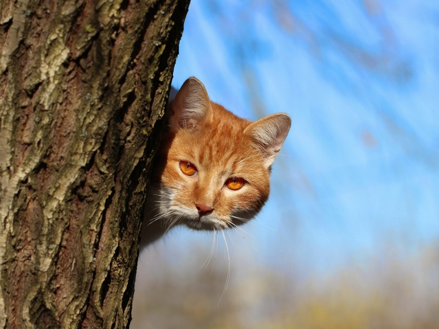 кот, взгляд, дерево