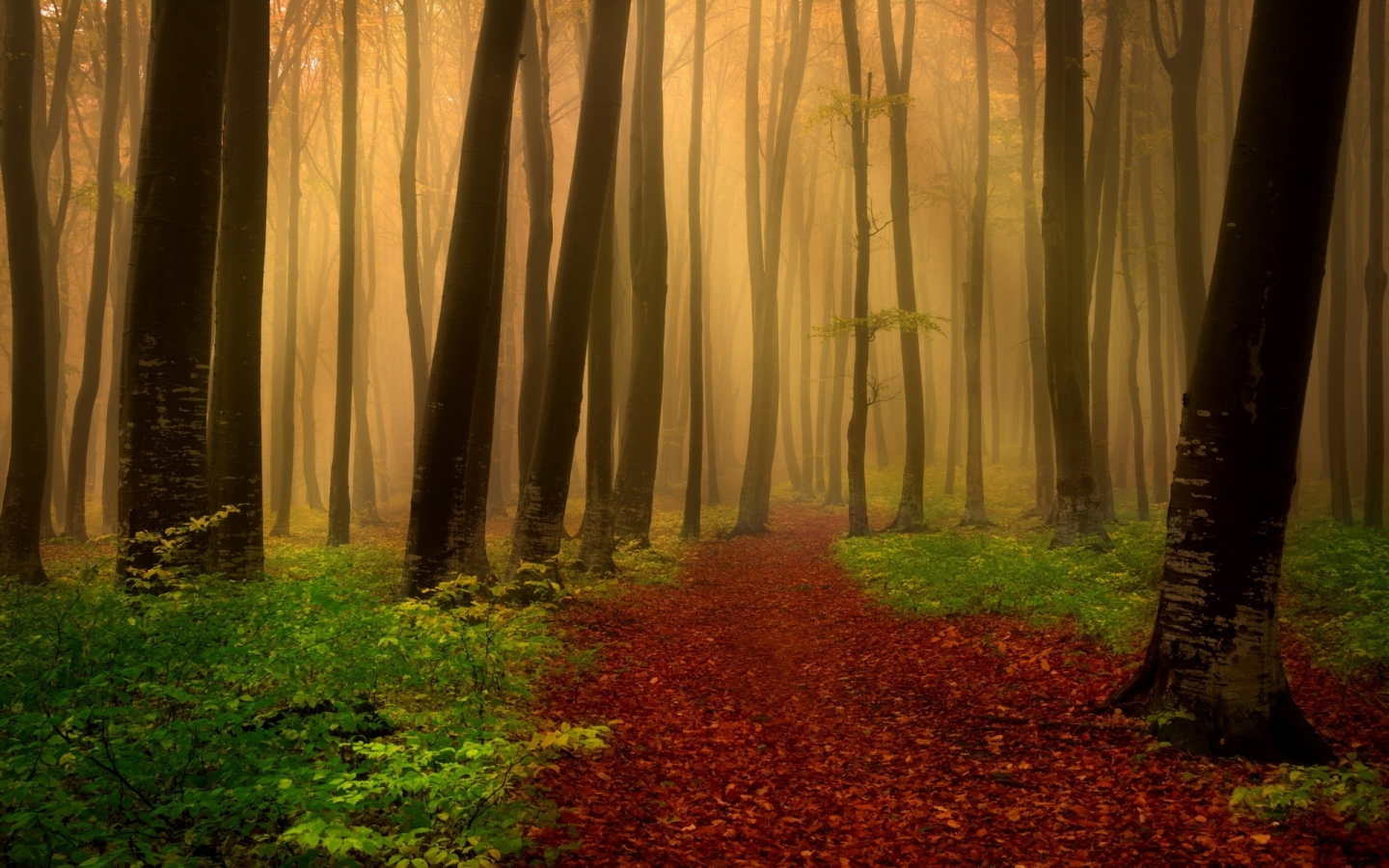 лес, деревья, листопад, осень, туман