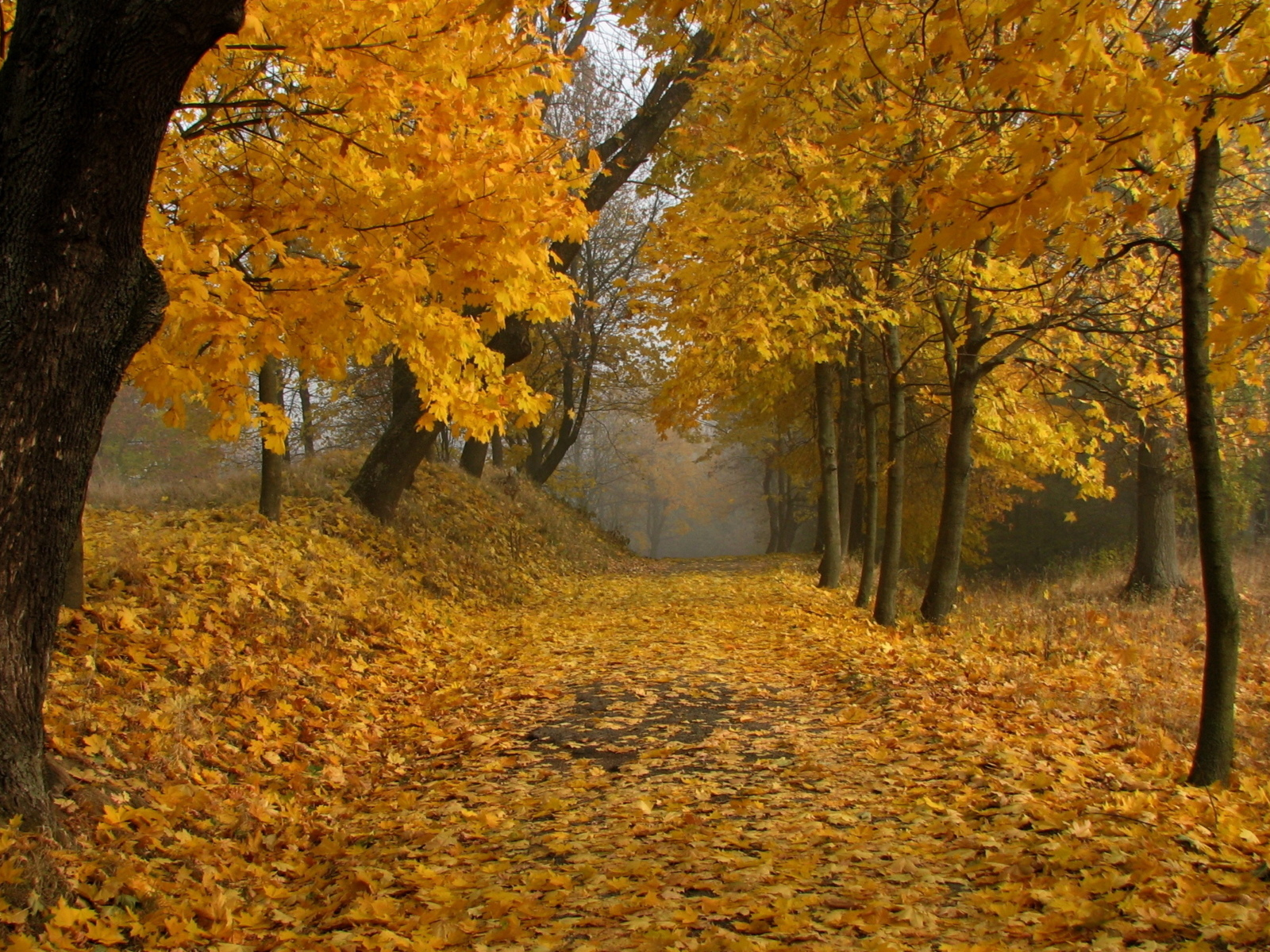 деревья, парк, осень, листопад