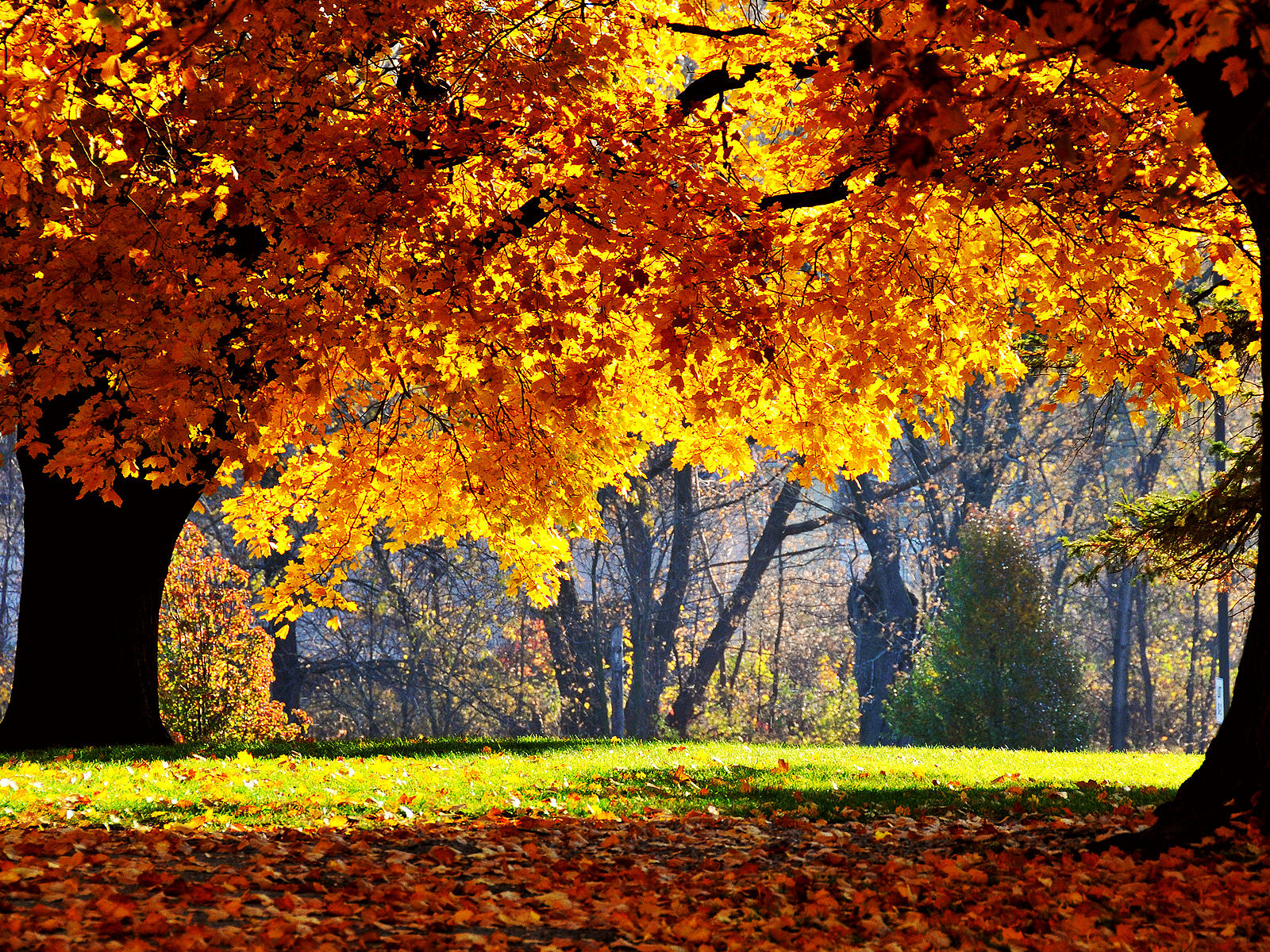 осень, деревья, листопад