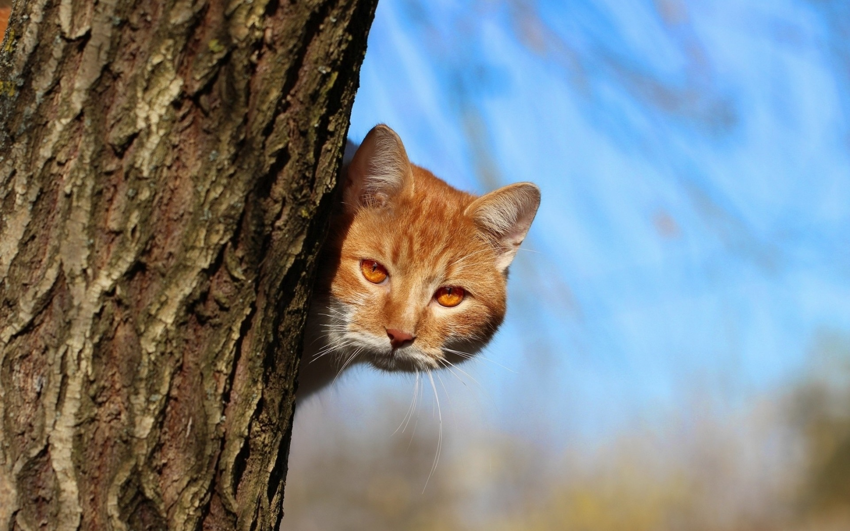 кот, взгляд, дерево