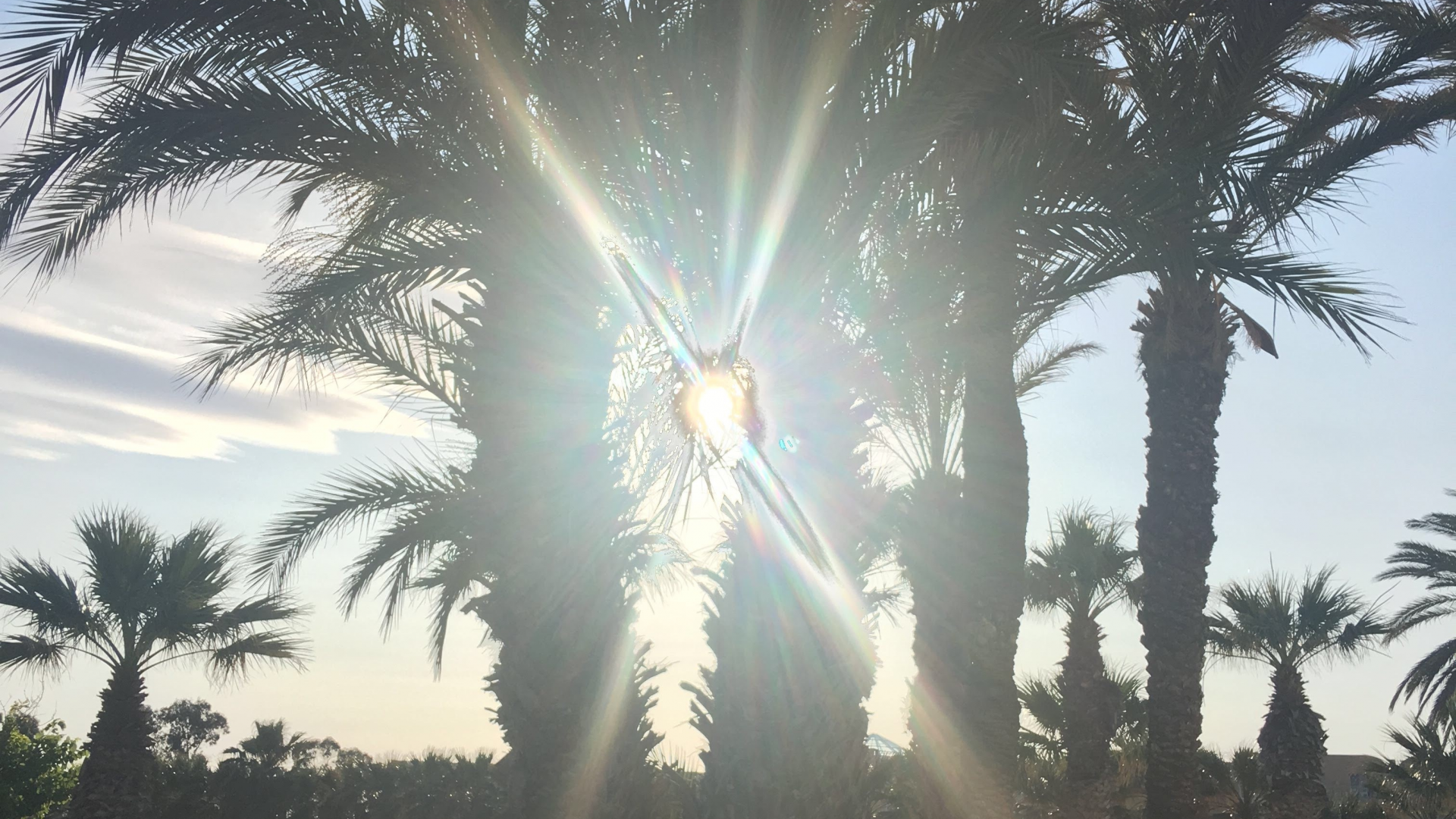 пальма, солнце, лето
