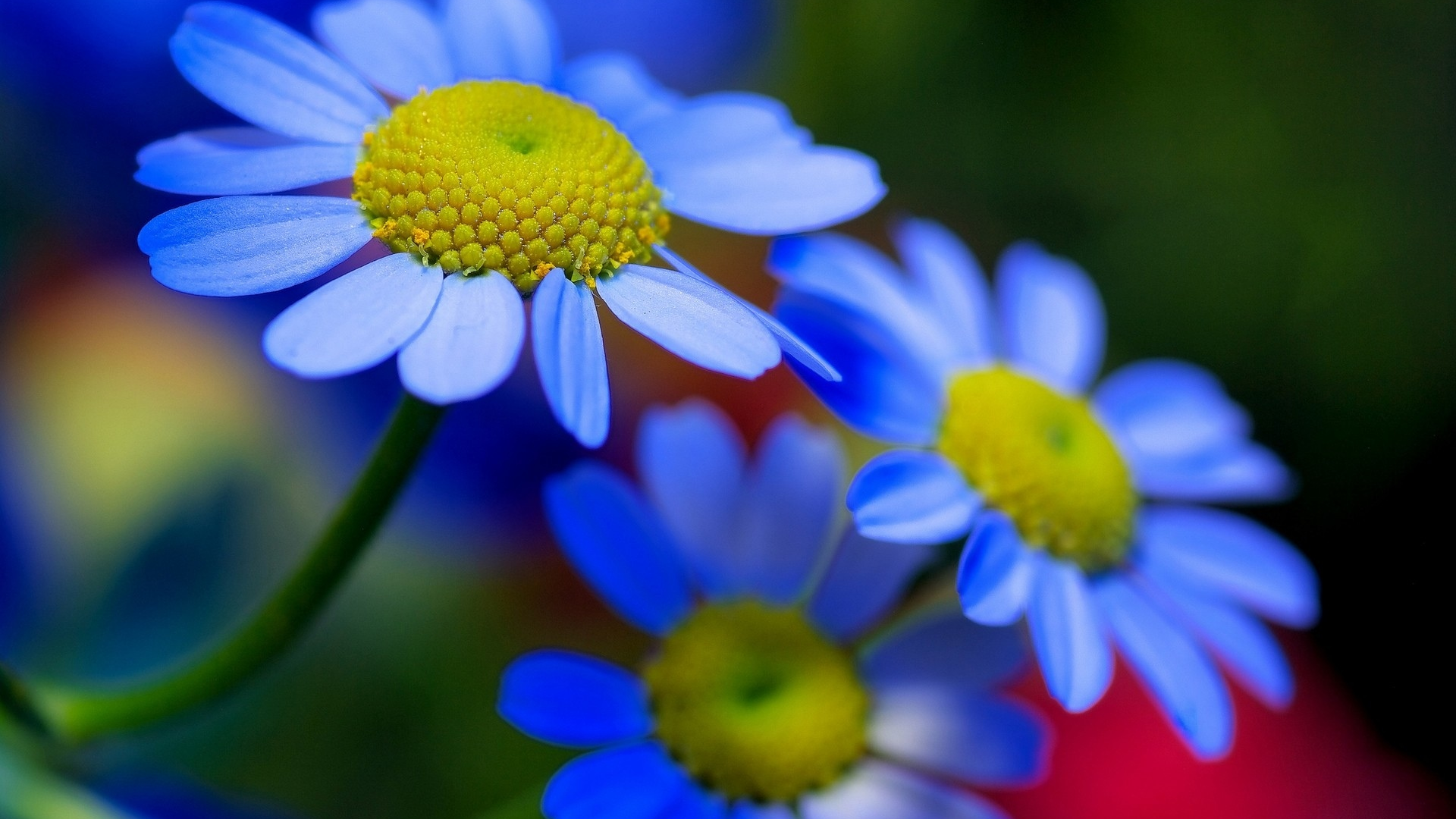 цветы, ромашки, синие