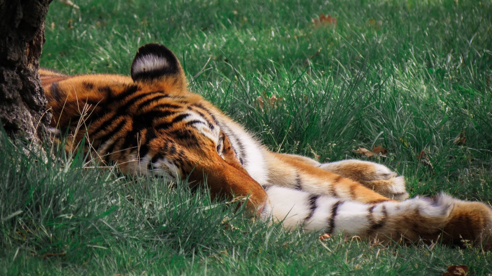 тигр, лежит, в траве