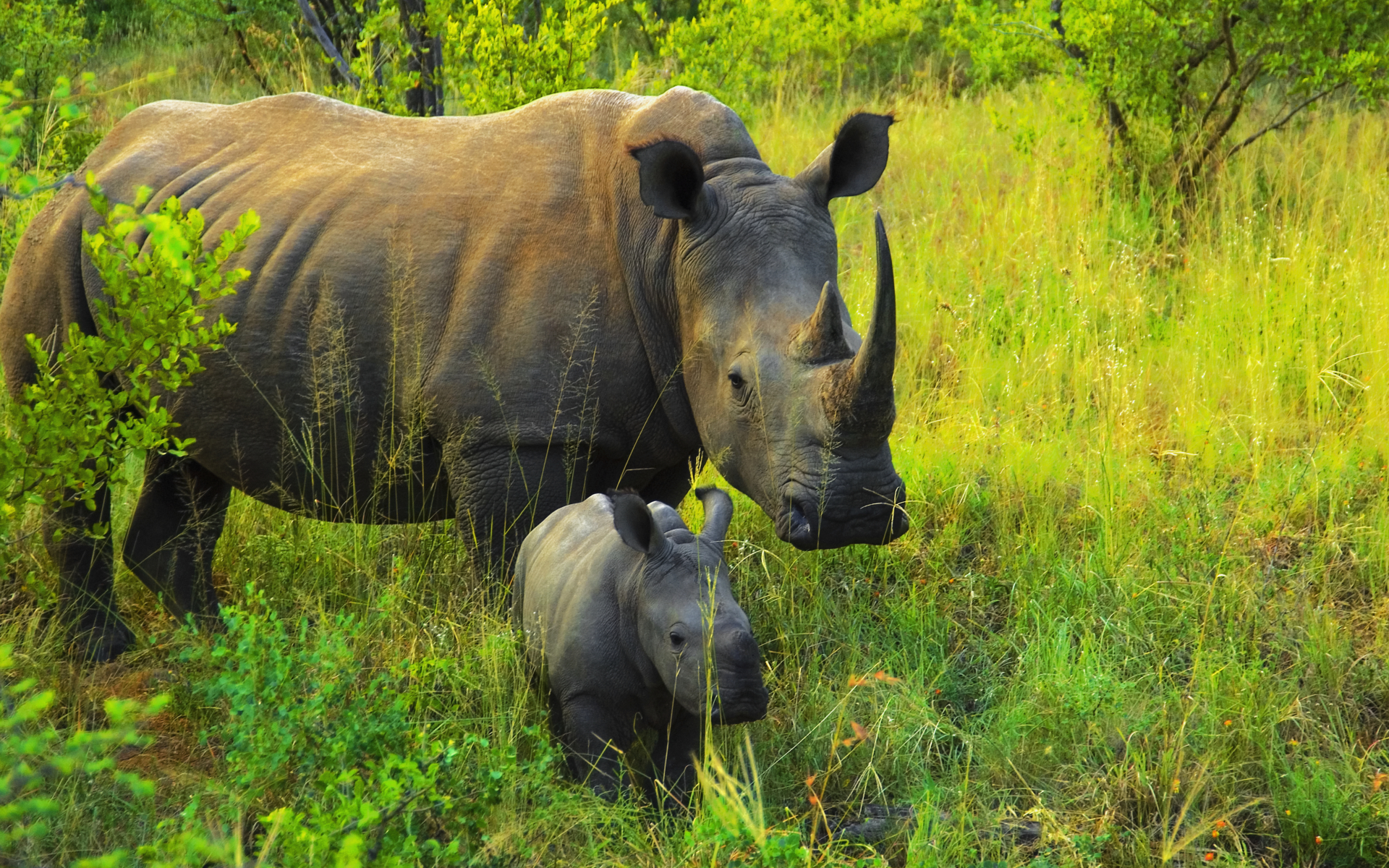 носорог, африка