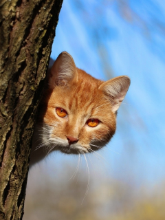 кот, взгляд, дерево