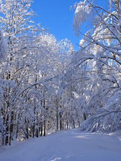 лес, деревья, зима, снег