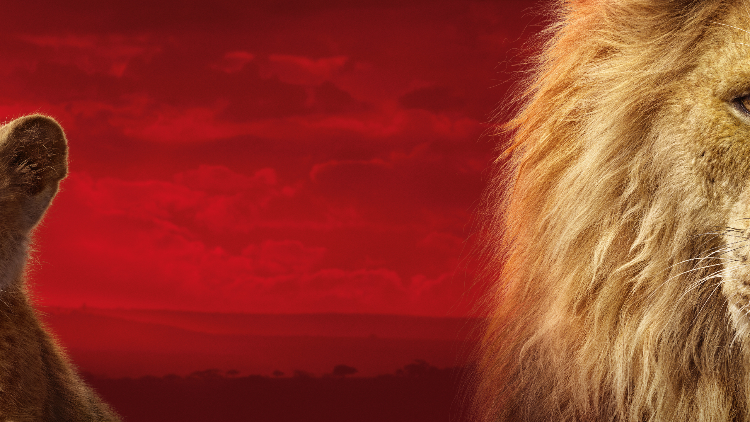 король лев, the lion king, 2019, симба, лев, взгляд, двое, львенок, детеныш, морда, голова, грива