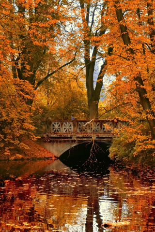 озеро, деревья, листопад, осень