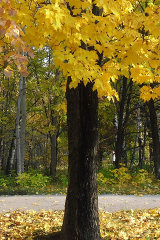 парк, деревья, осень, листопад