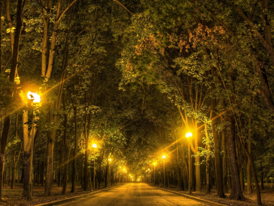деревья, ночь, фонари