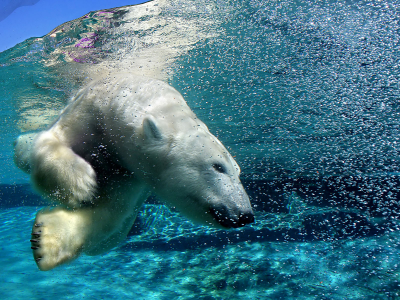белый медведь, вода