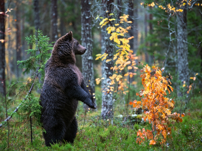 медведь, лес, осень