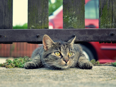 кошка, под забором