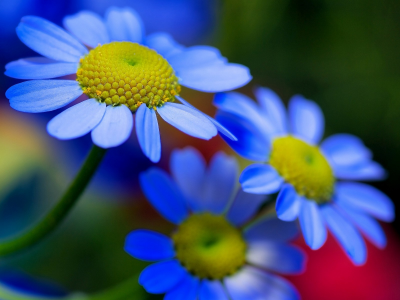 цветы, ромашки, синие