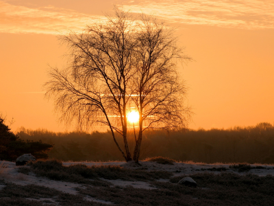 поле, дерево, солнце, закат