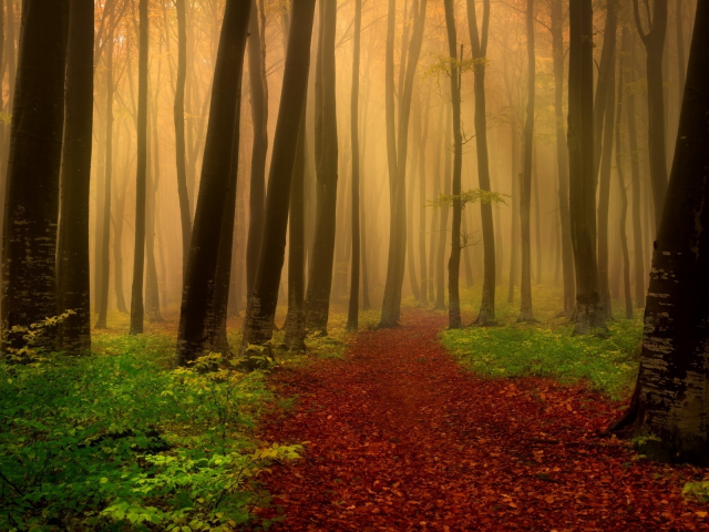 лес, деревья, листопад, осень, туман