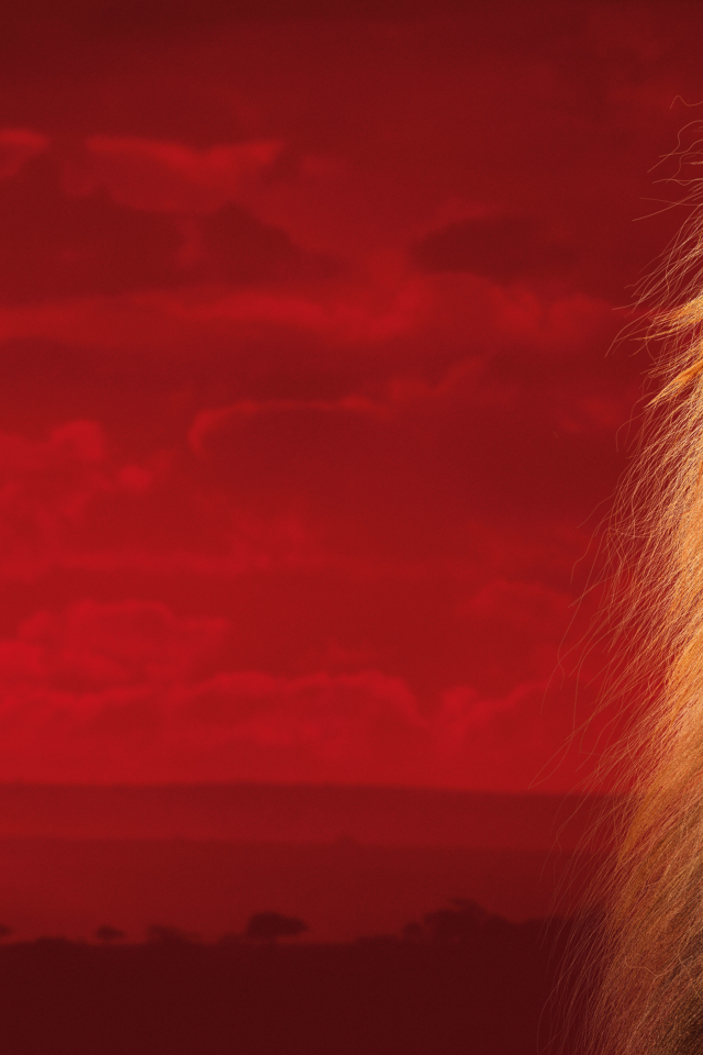 король лев, the lion king, 2019, симба, лев, взгляд, двое, львенок, детеныш, морда, голова, грива