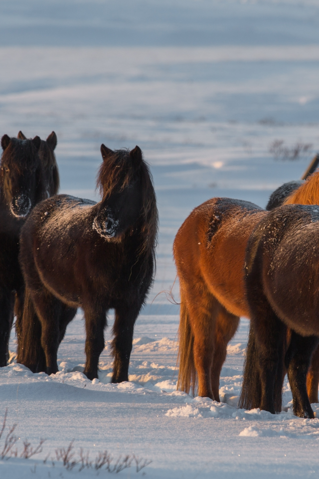 лошади, исландия, снег