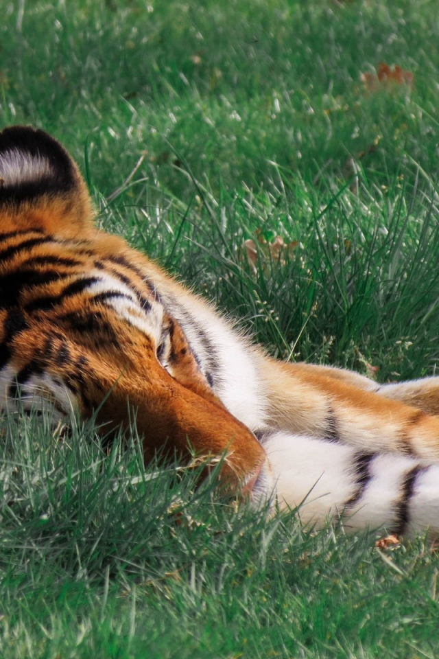 тигр, лежит, в траве
