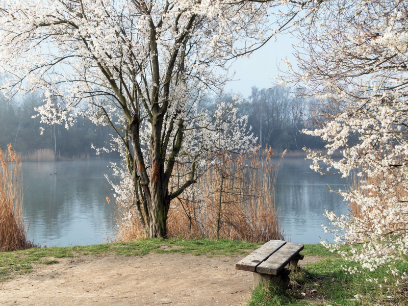 река, скамейка, весна