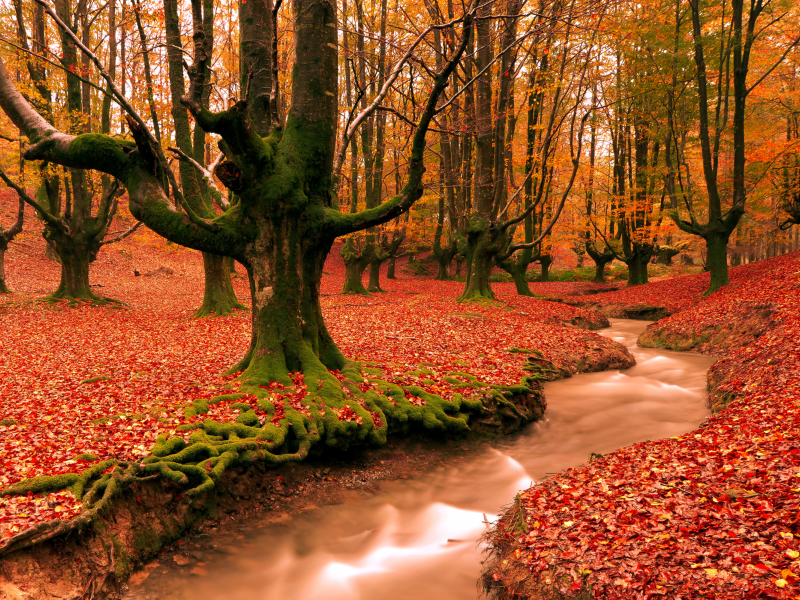 осень, деревья, листопад, ручей