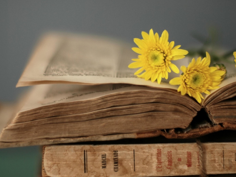 книга, цветы