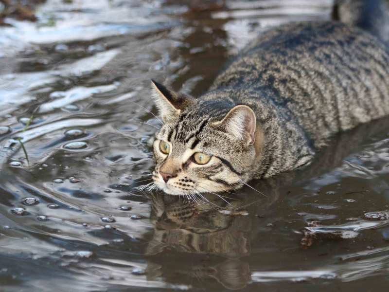 кот, вода, пловец