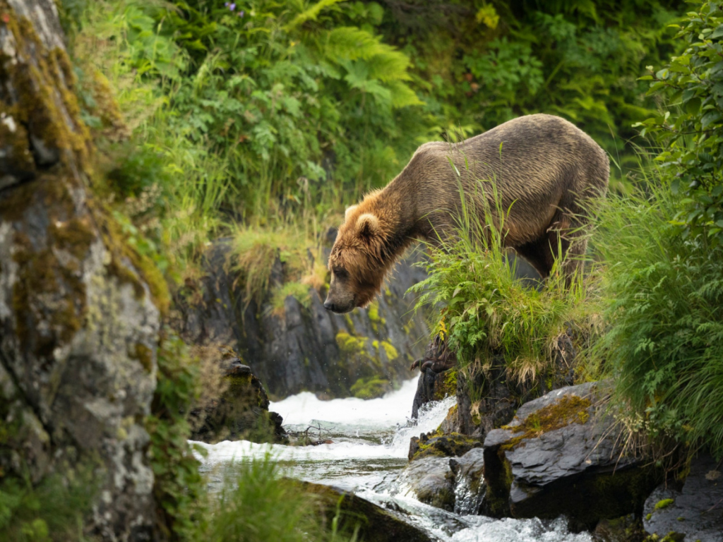 медведь, река, природа