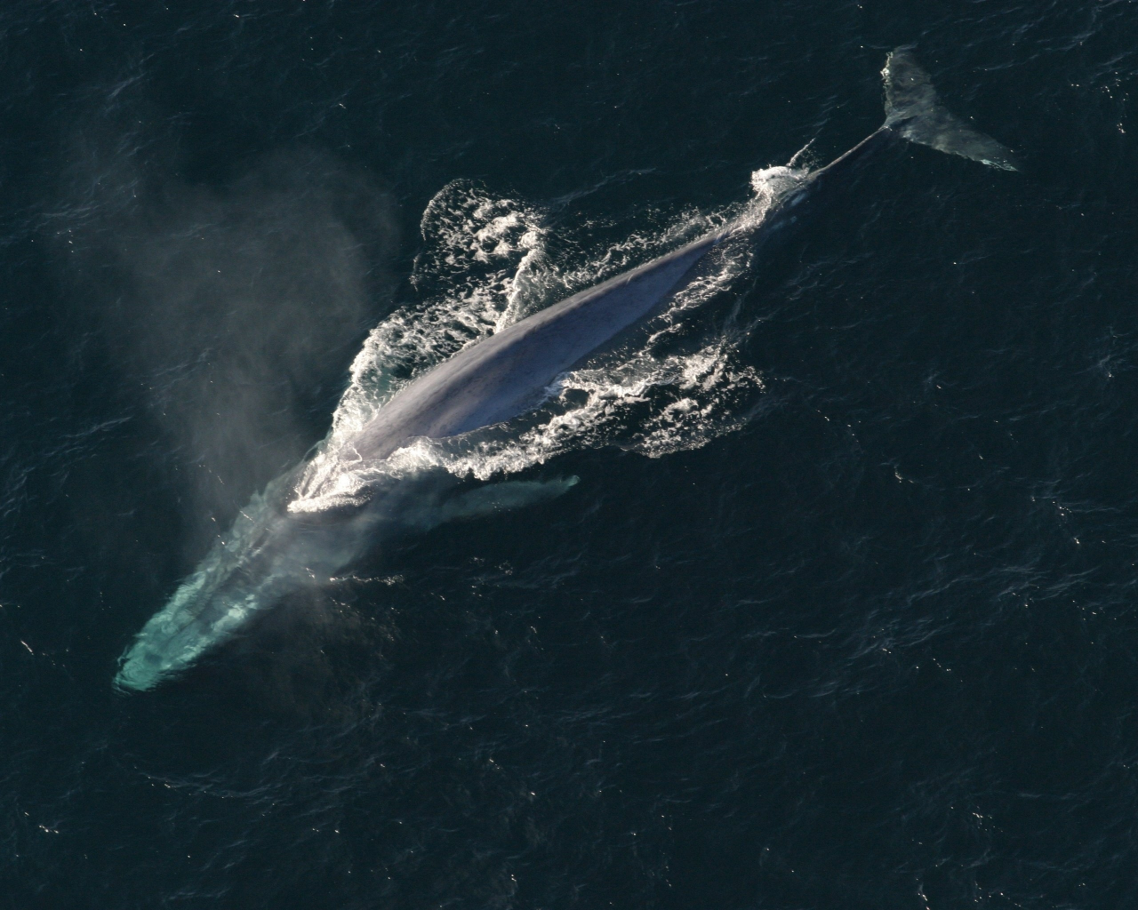 синий кит, вода