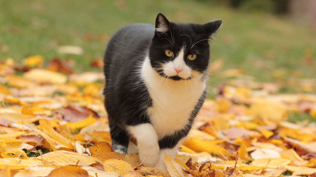 кошка, листья