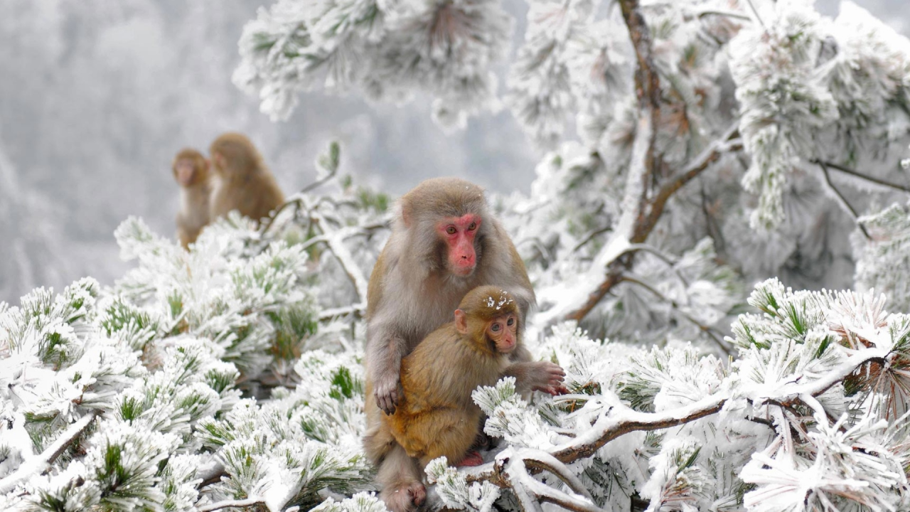 обезьяны, зима, снег, япония