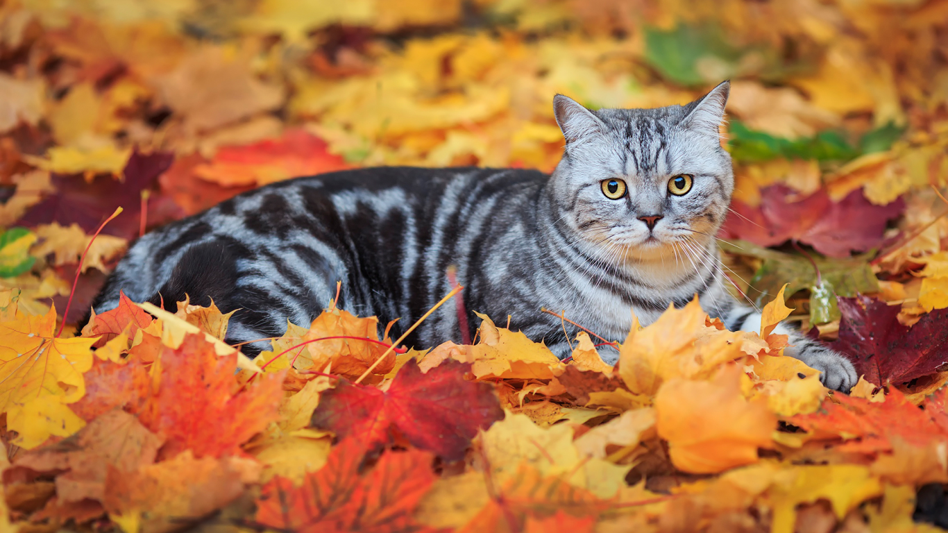 кот, листья
