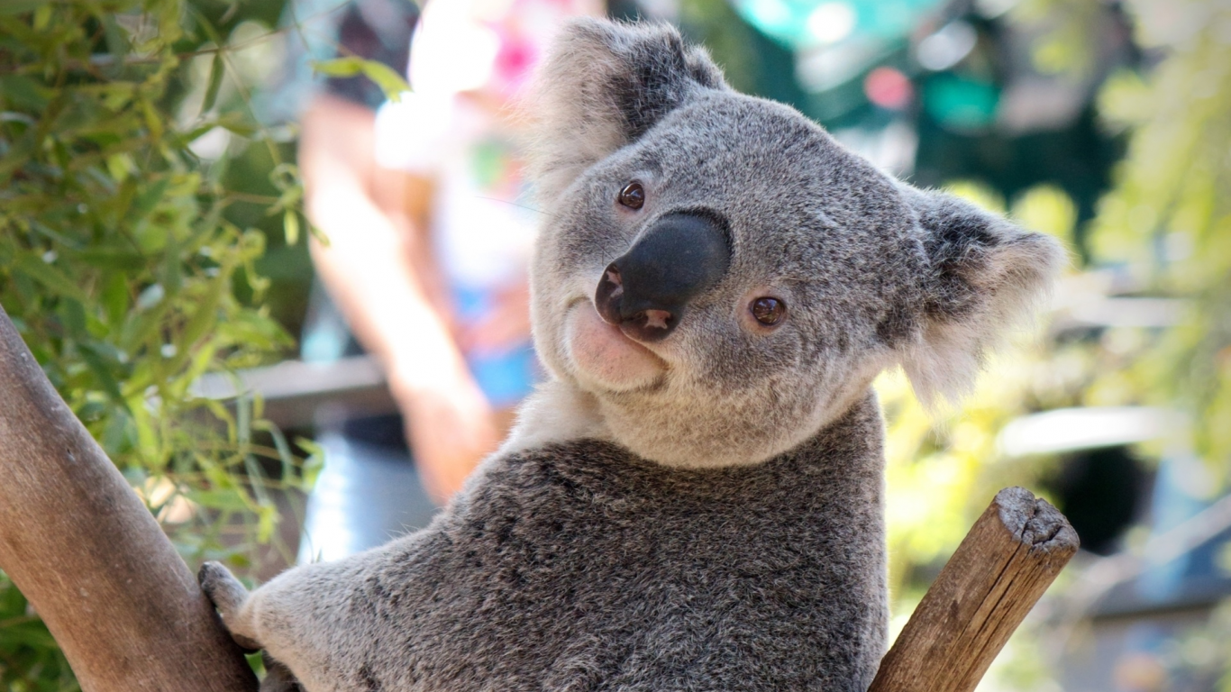 коала, животное