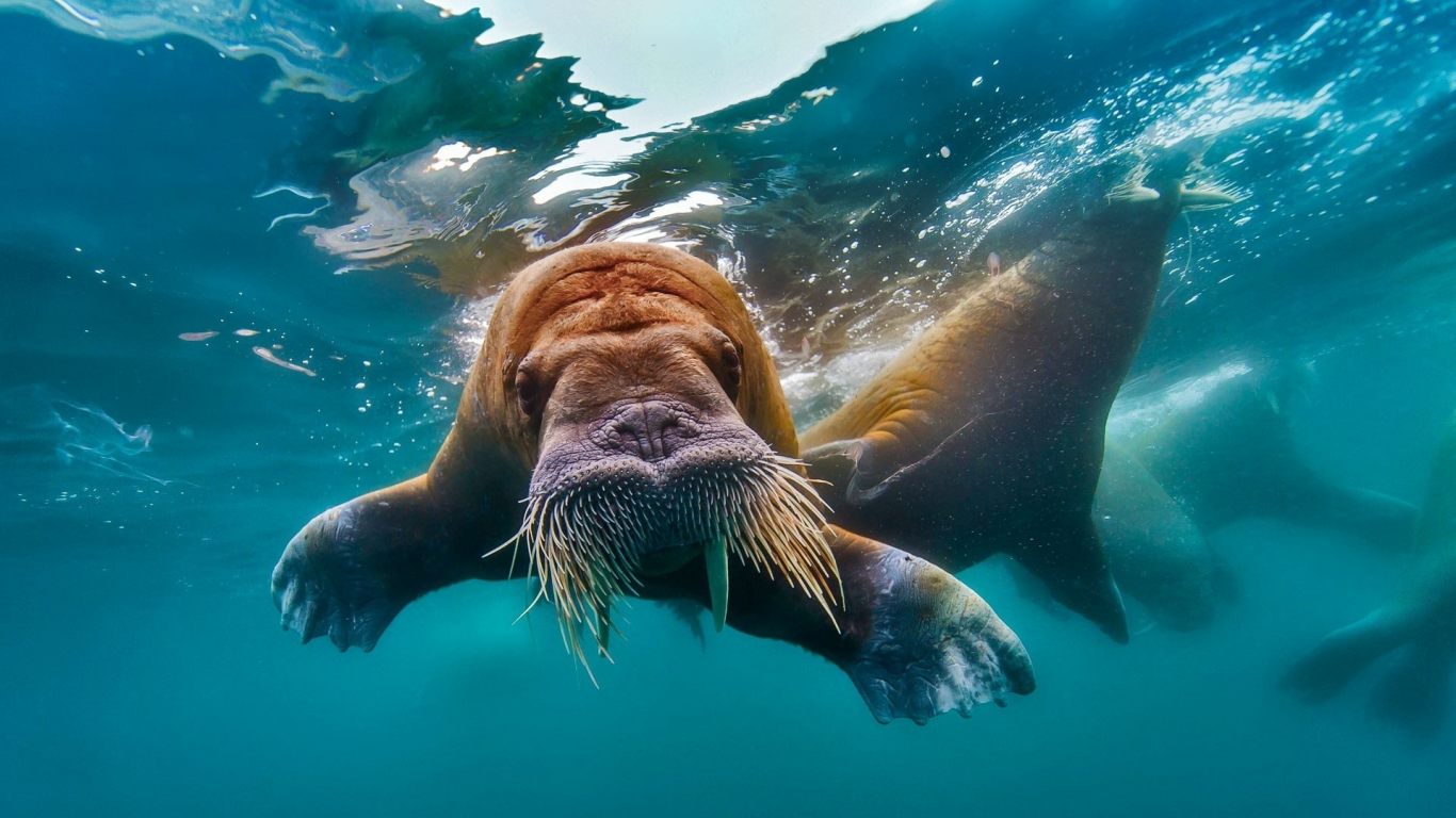 морж, вода