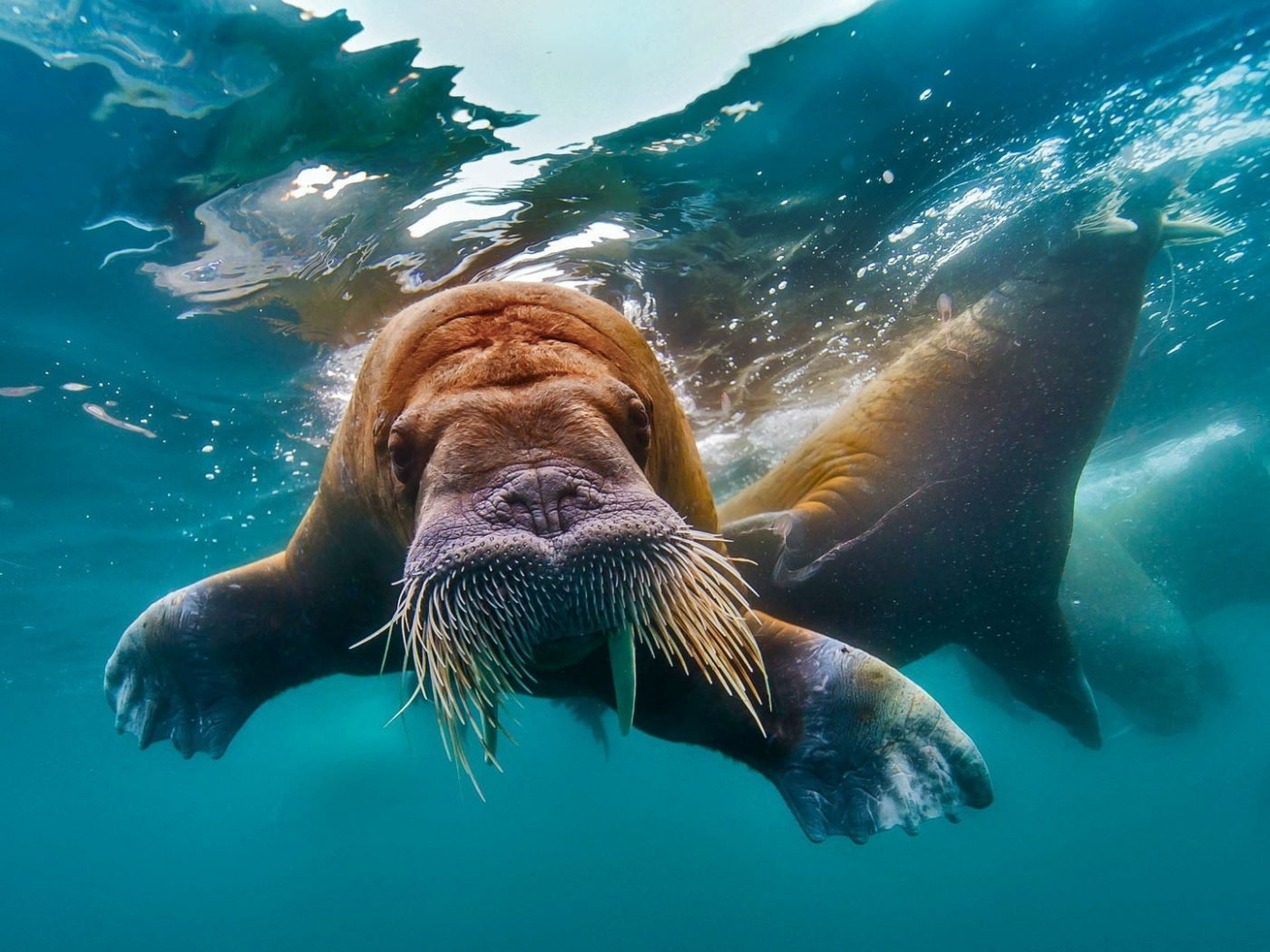 морж, вода